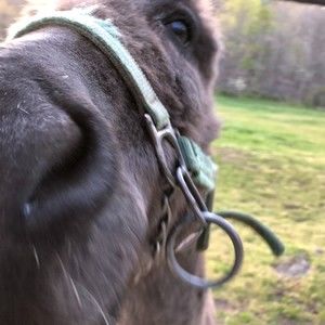 Meet your Posher, Douglas